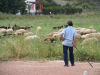 Latchi Shepherd