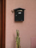 Lizard on Wall
