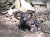 Mouflon